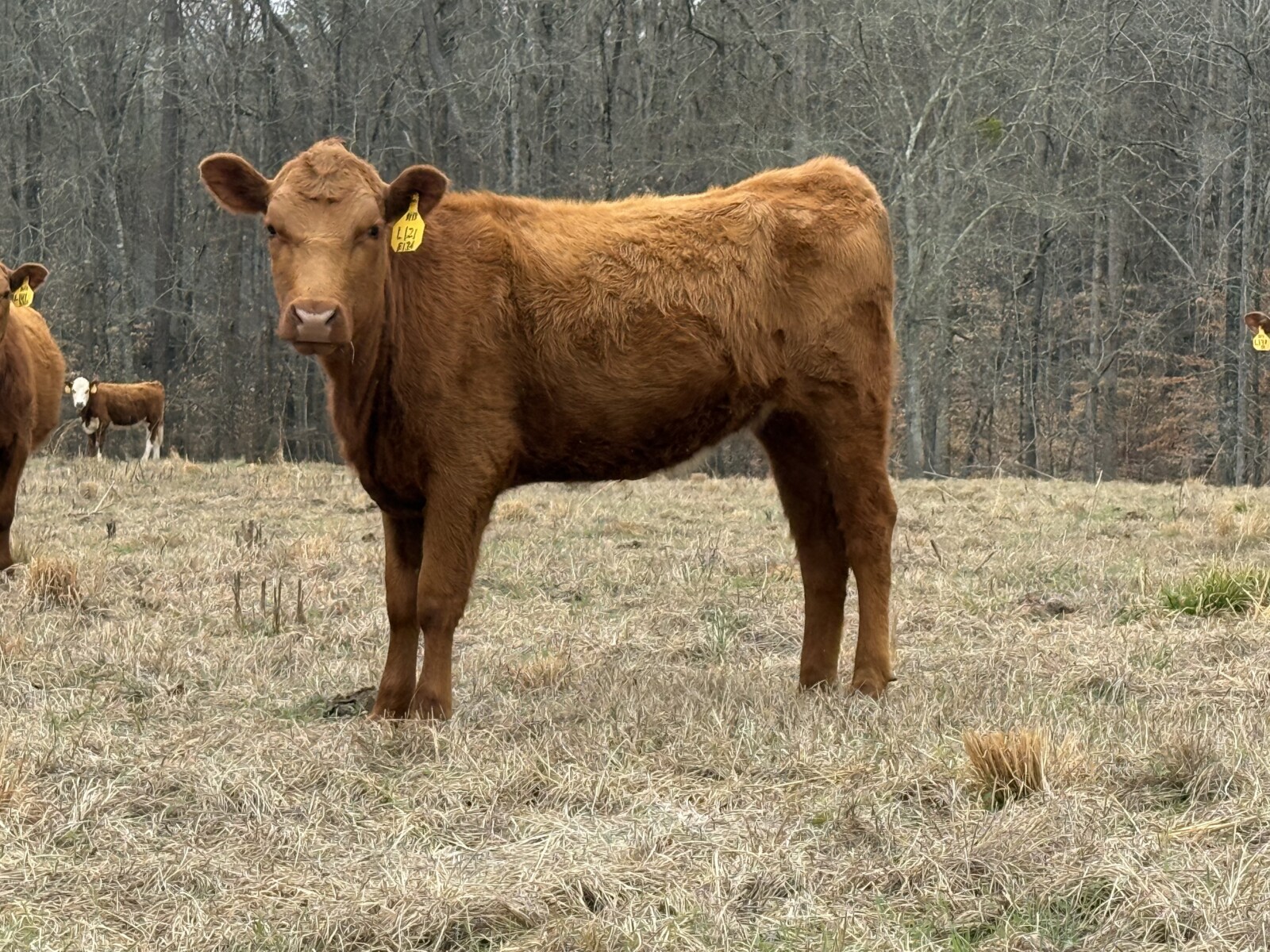 6 Percentage Heifers 50%-75%.