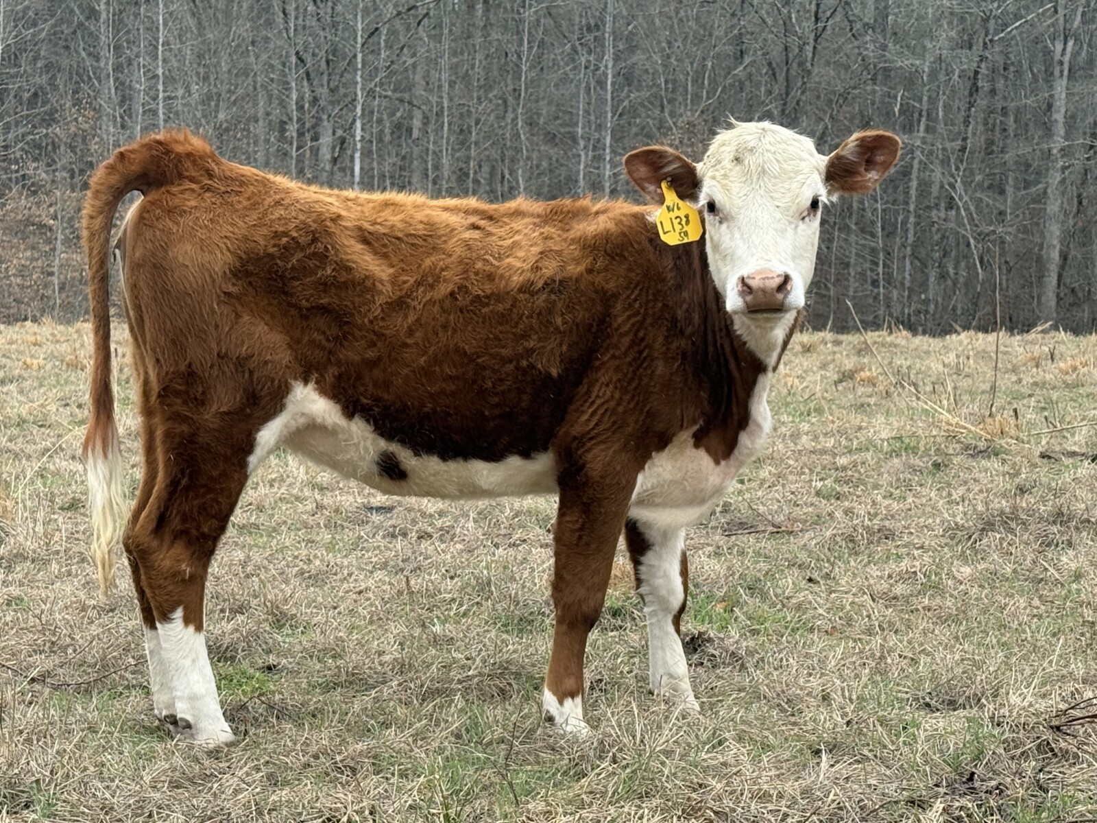 6 Percentage Heifers 50%-75%.