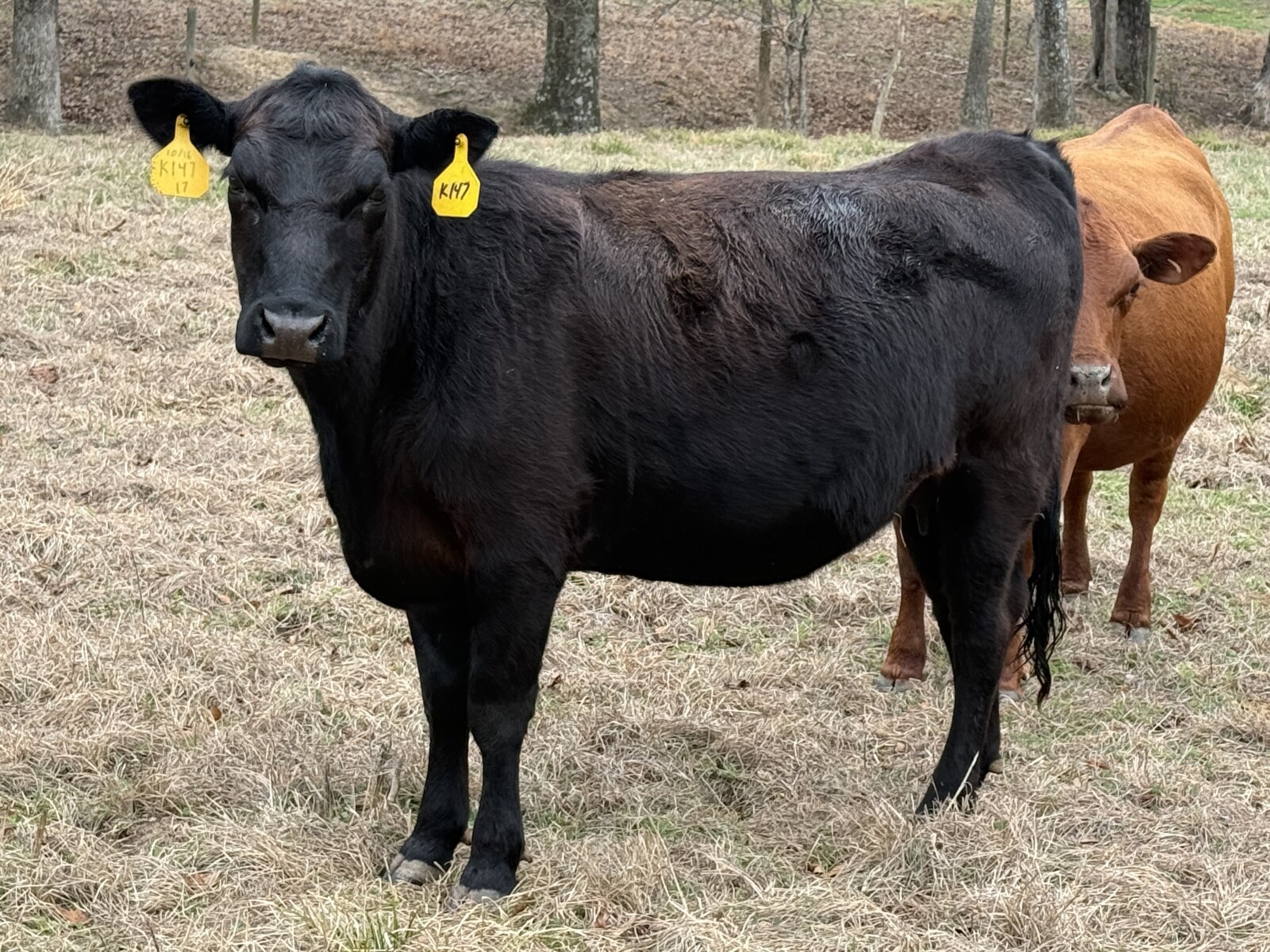 50 % Bred Heifer