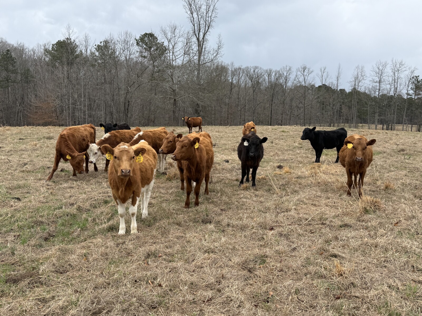 6 Percentage Heifers 50%-75%.