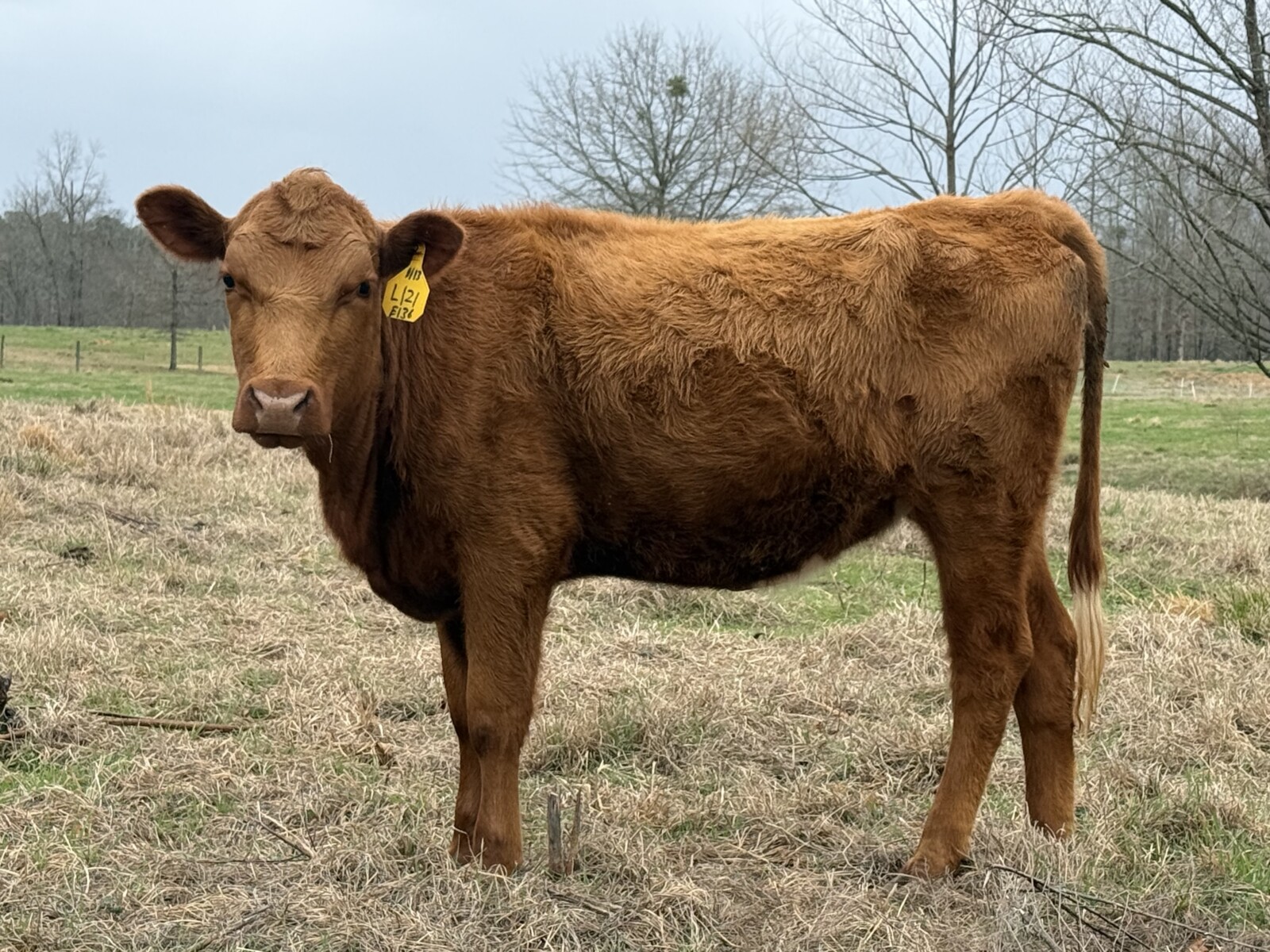 6 Percentage Heifers 50%-75%.