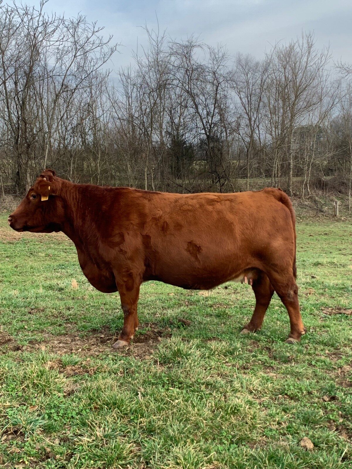 Cassanova and BTF 6400 Granddaughter Heifer