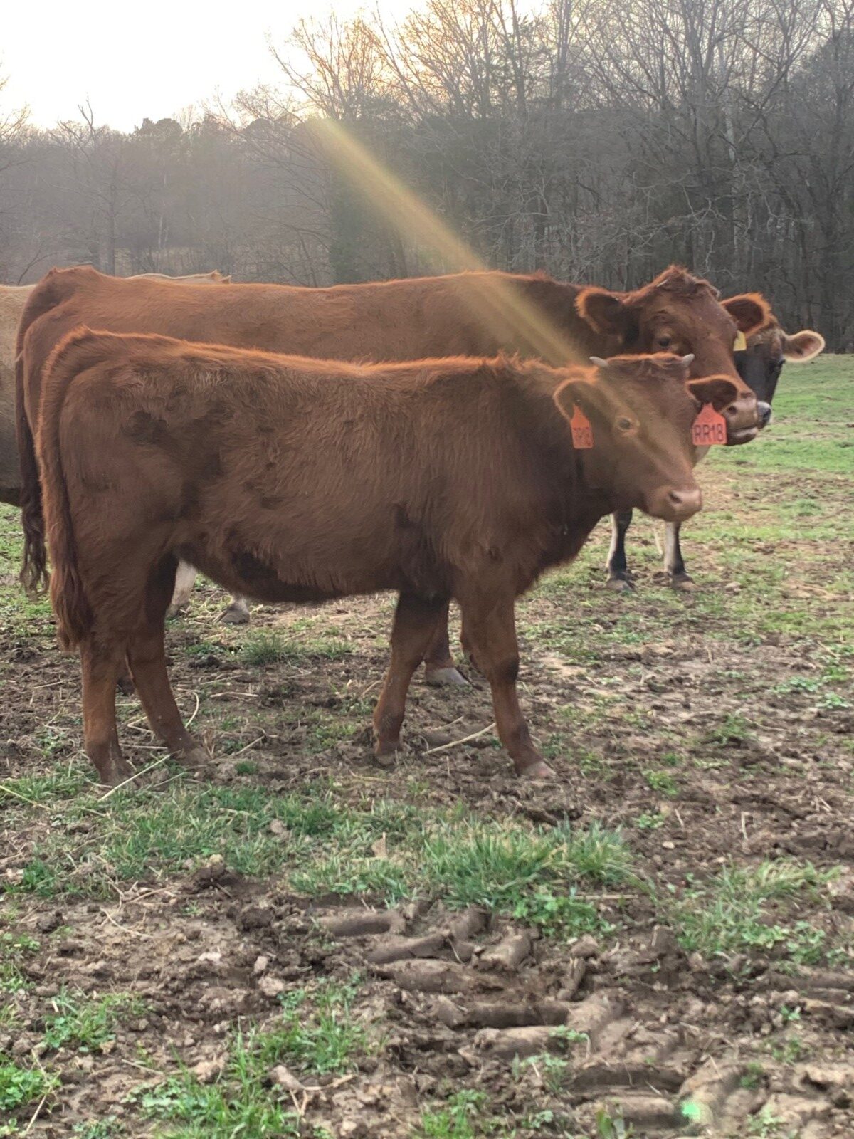 Cassanova and BTF 6400 Granddaughter Heifer