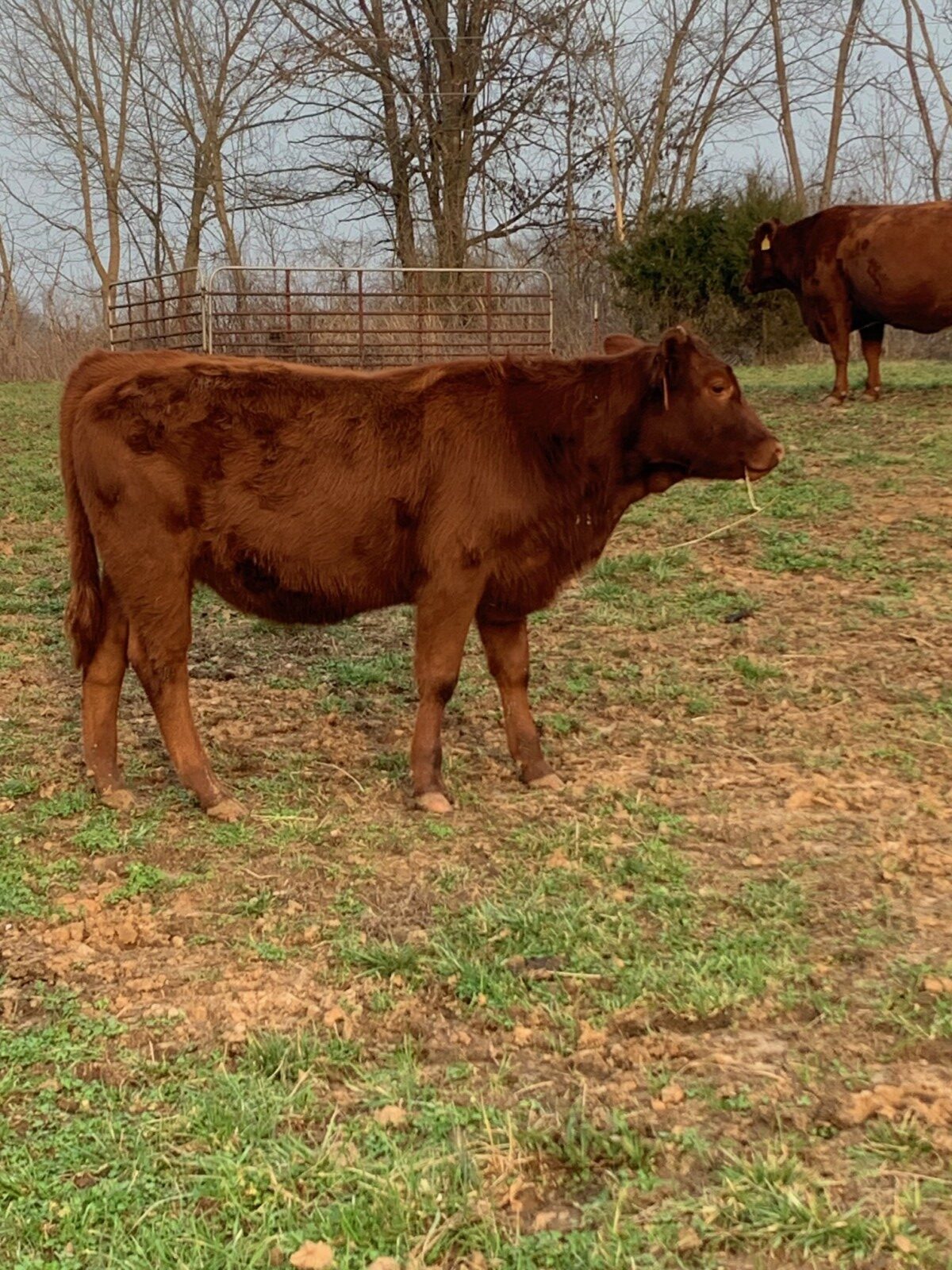 Cassanova and BTF 6400 Granddaughter Heifer