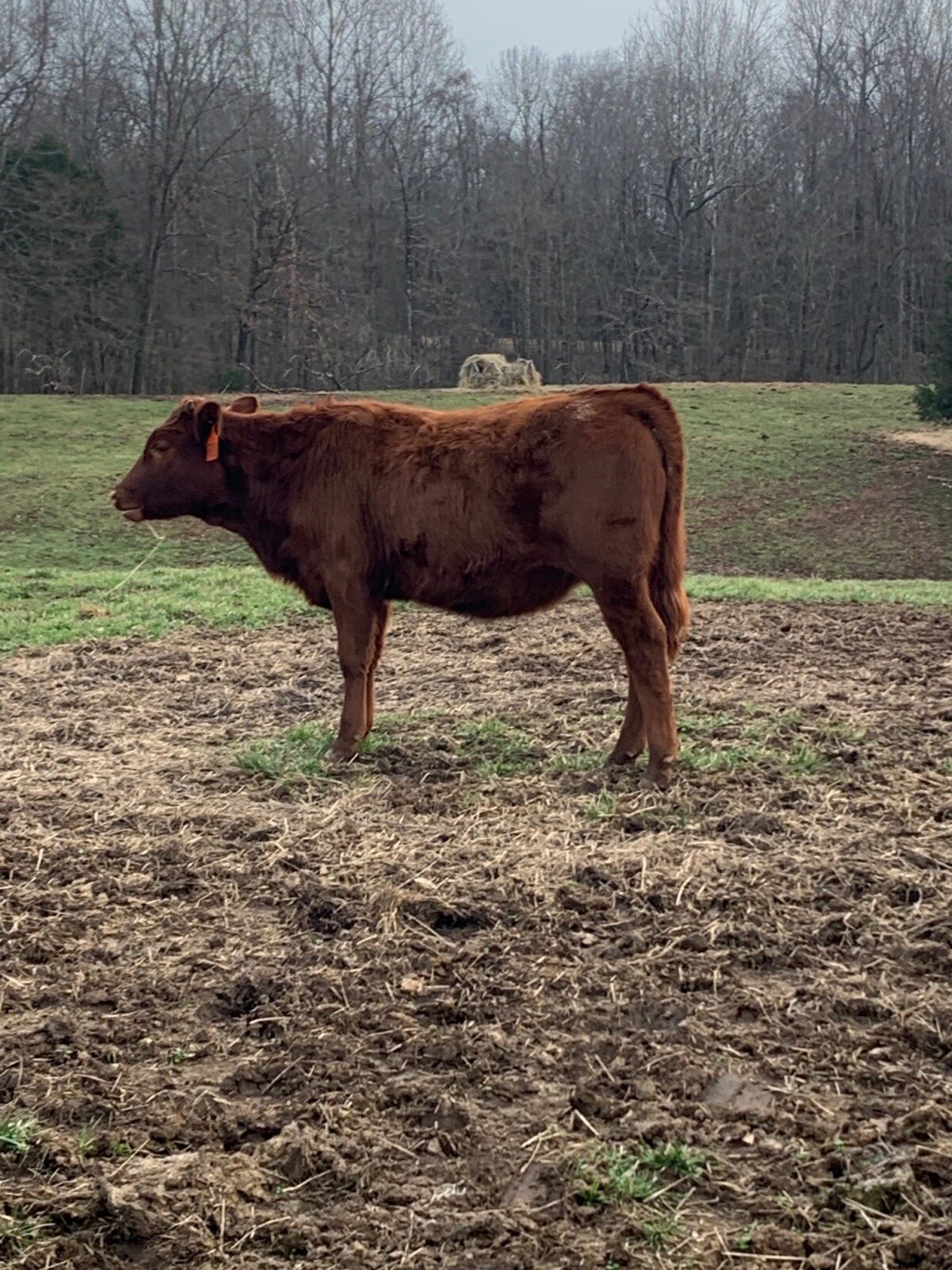 Cassanova and BTF 6400 Granddaughter Heifer