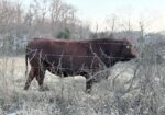 South Poll Bull for Sale – Southern Missouri