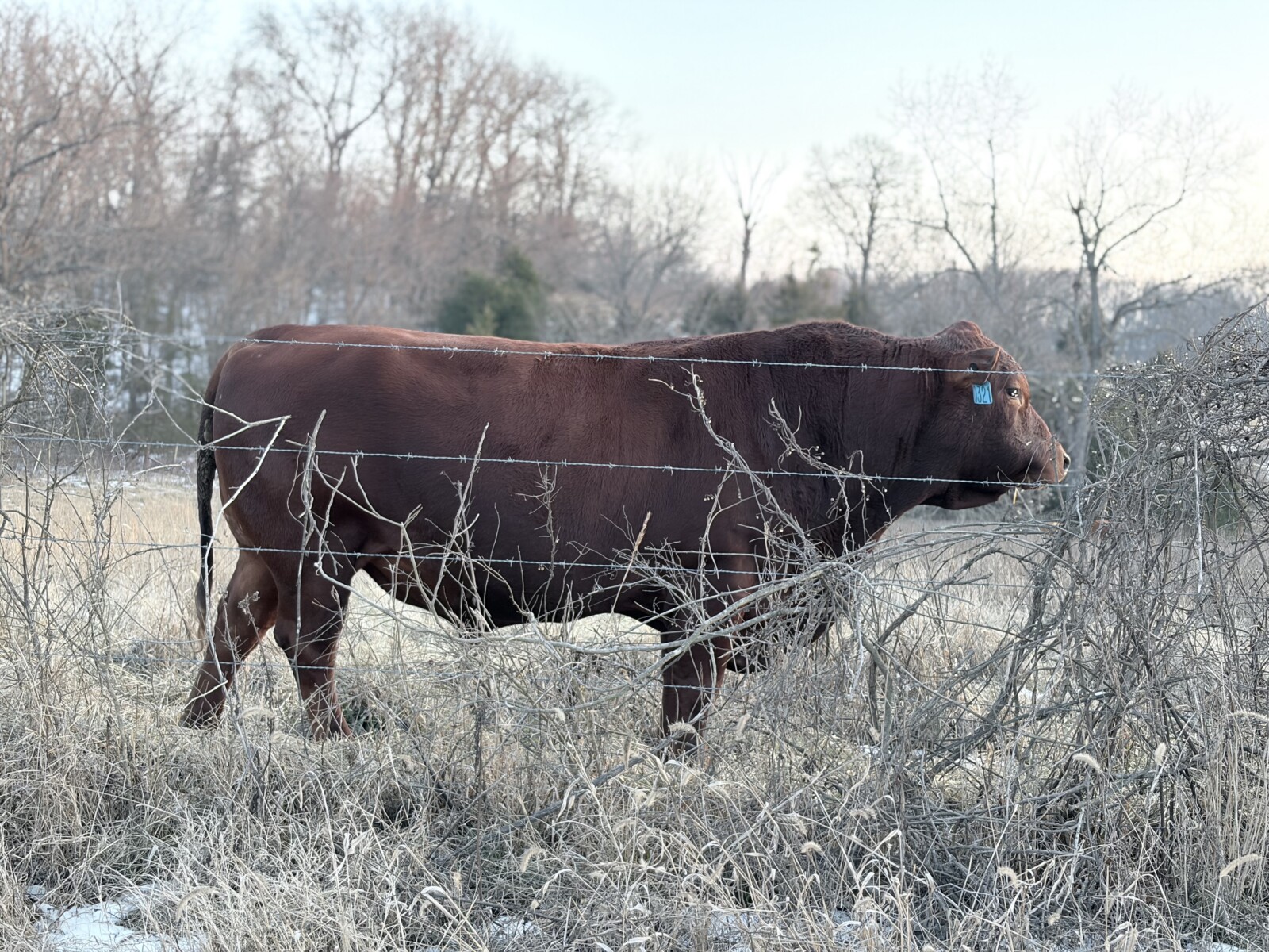 South Poll Bull for Sale – Southern Missouri