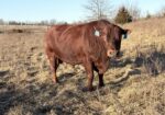 South Poll Bull for Sale – Southern Missouri