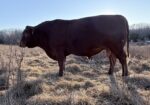 South Poll Bull for Sale – Southern Missouri