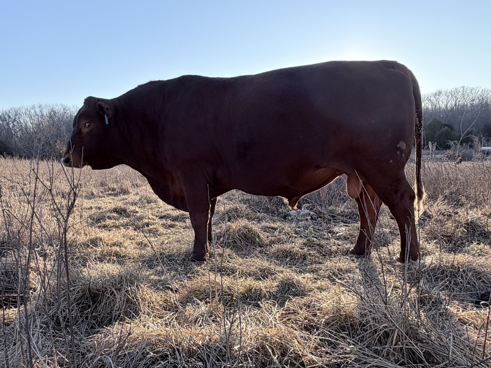 South Poll Bull for Sale – Southern Missouri