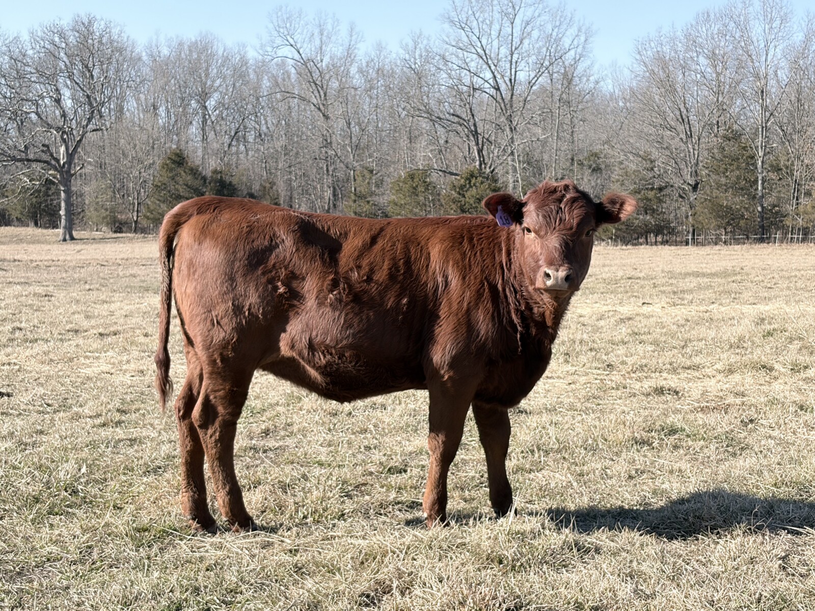 5 South Poll Heifers – Southern Missouri