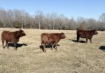 5 South Poll Heifers – Southern Missouri