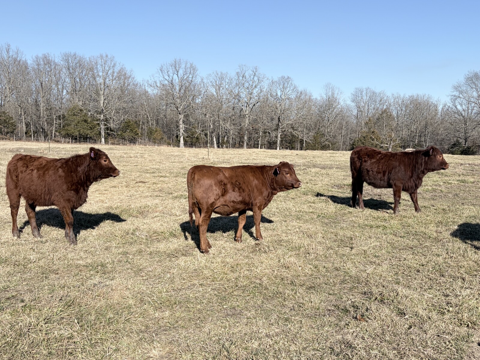 5 South Poll Heifers – Southern Missouri