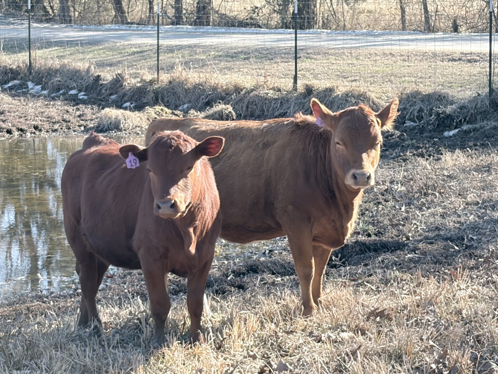 75% Pure bred South Poll Heifer