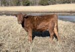 5 South Poll Heifers – Southern Missouri