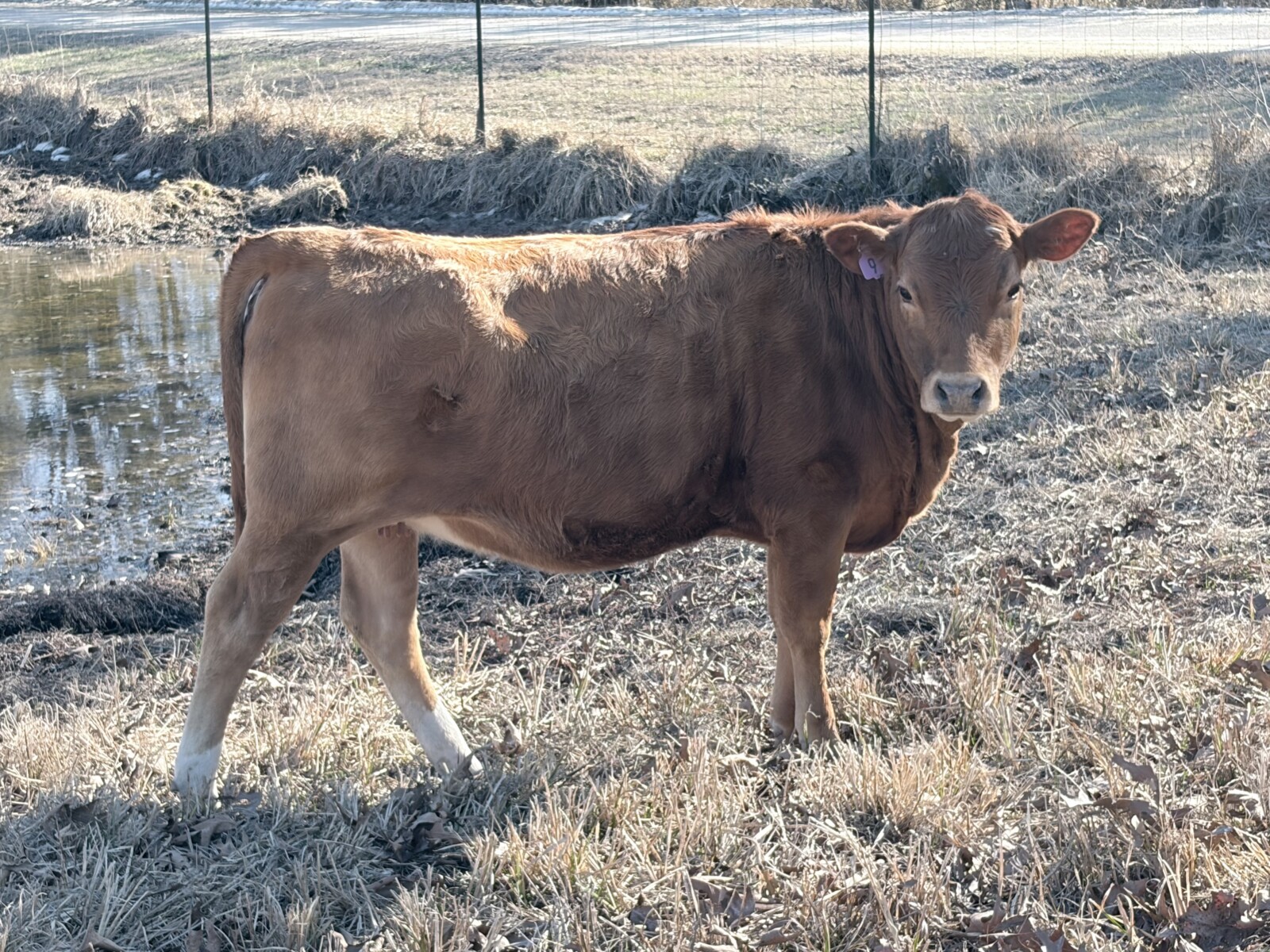 75% Pure bred South Poll Heifer