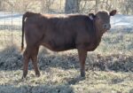 5 South Poll Heifers – Southern Missouri