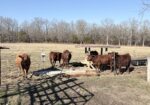 5 South Poll Heifers – Southern Missouri
