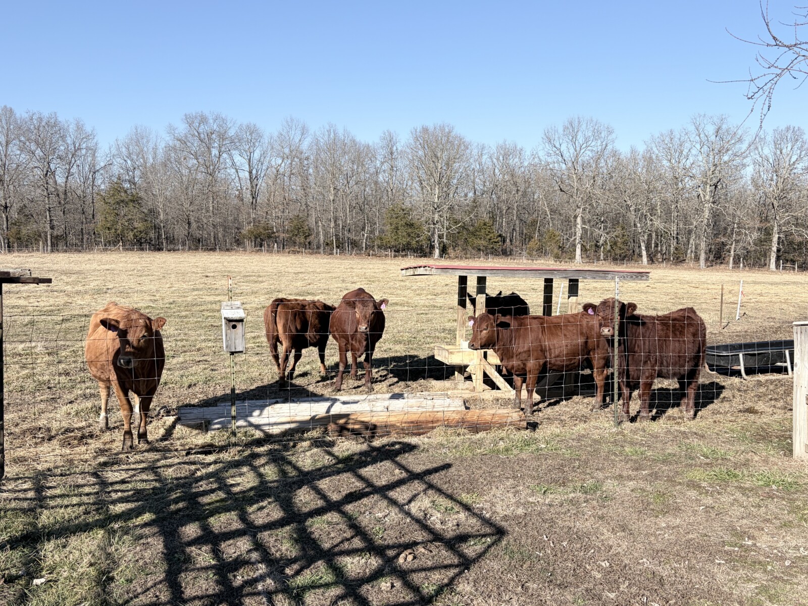 5 South Poll Heifers – Southern Missouri