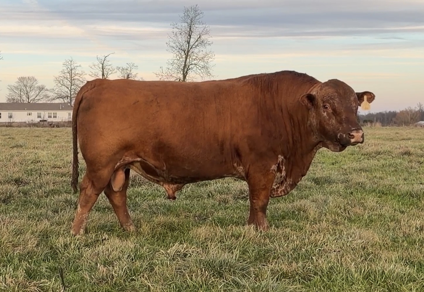 6 yo proven bull