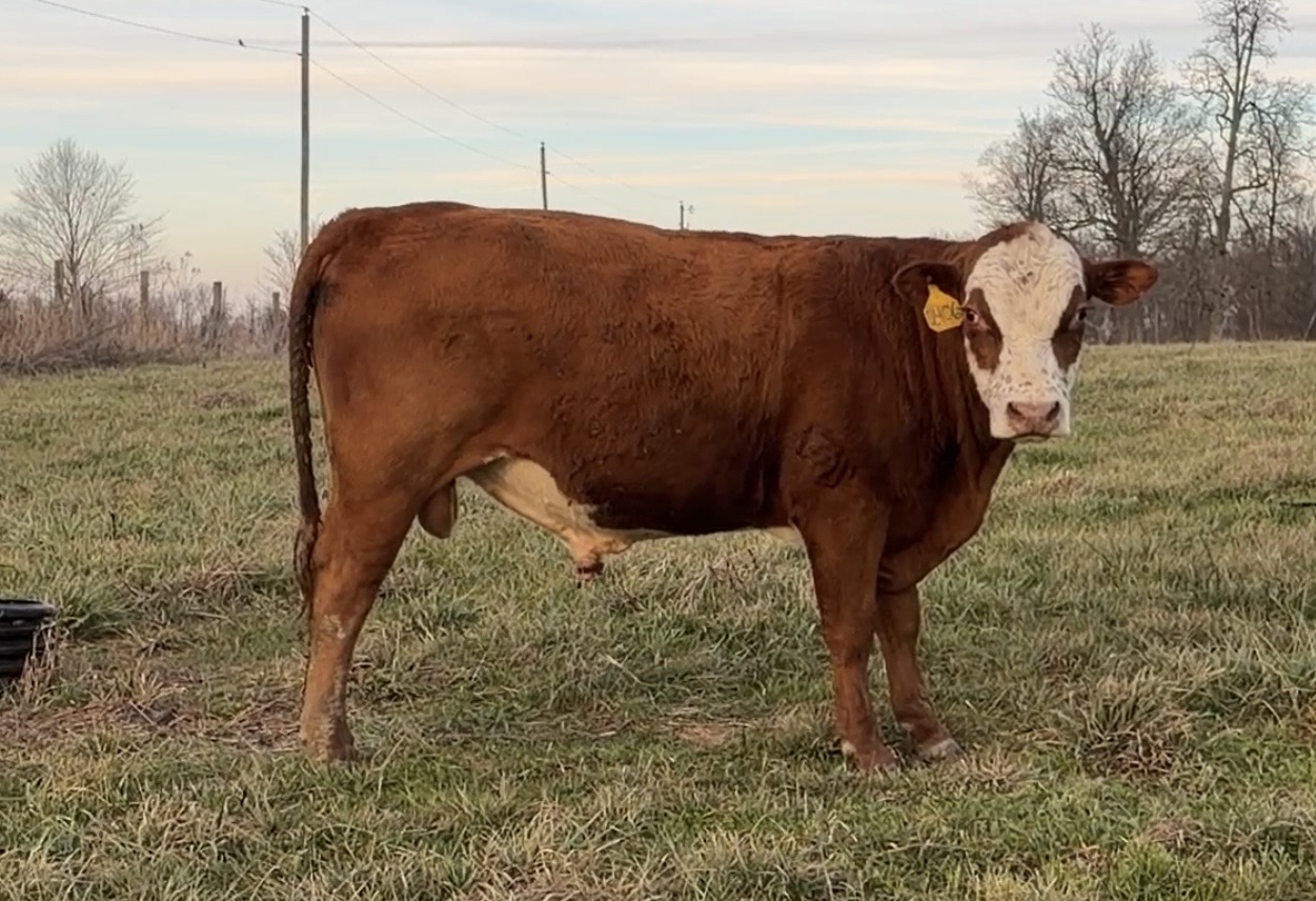 2 yo bull