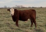 2 yo bull