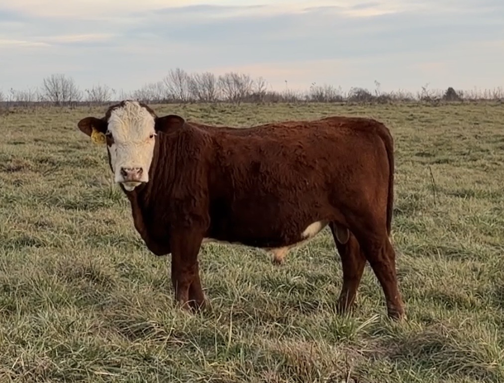 2 yo bull