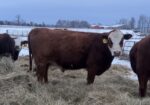 2 yo bull