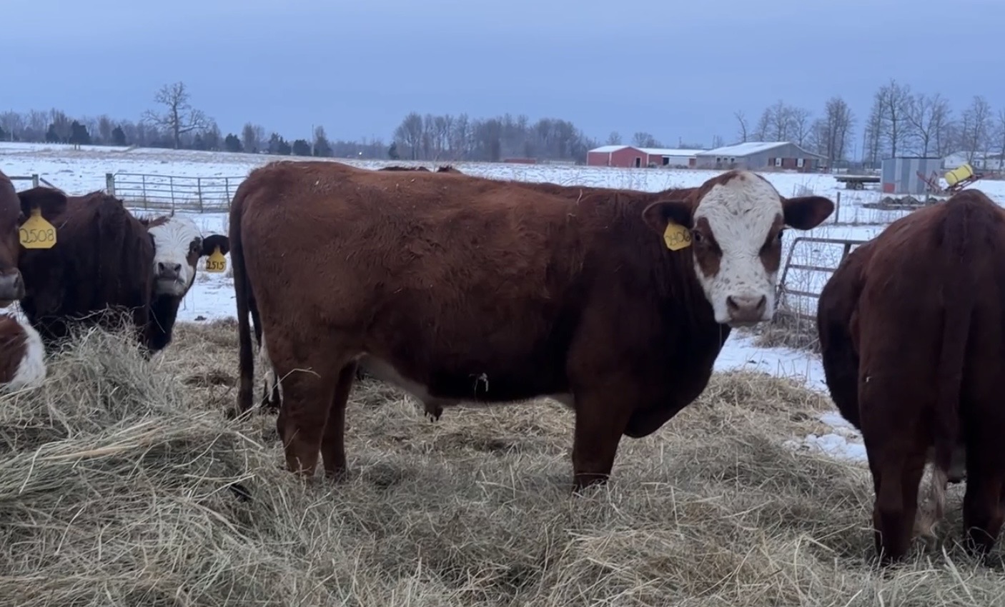 2 yo bull