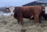 2 yo bull
