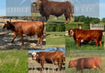 REGISTERED -PURE BRED HERD SIRE