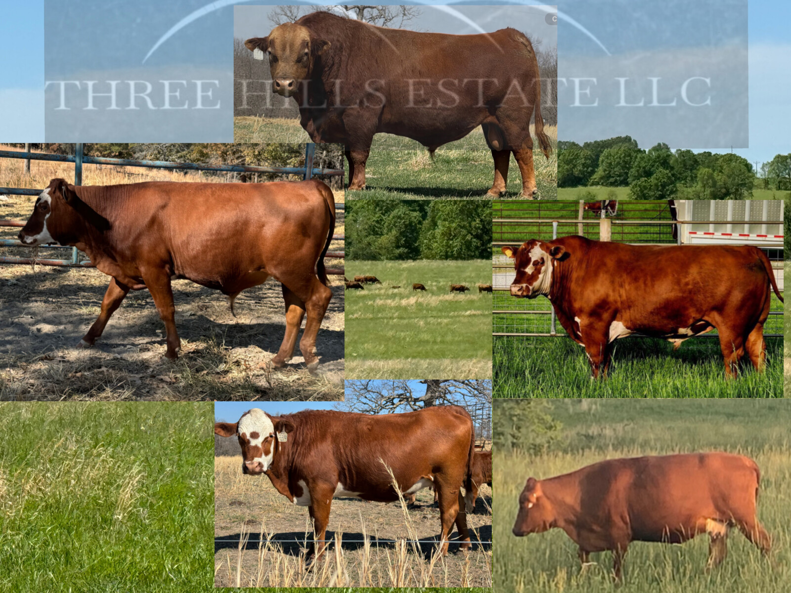 REGISTERED -PURE BRED HERD SIRE
