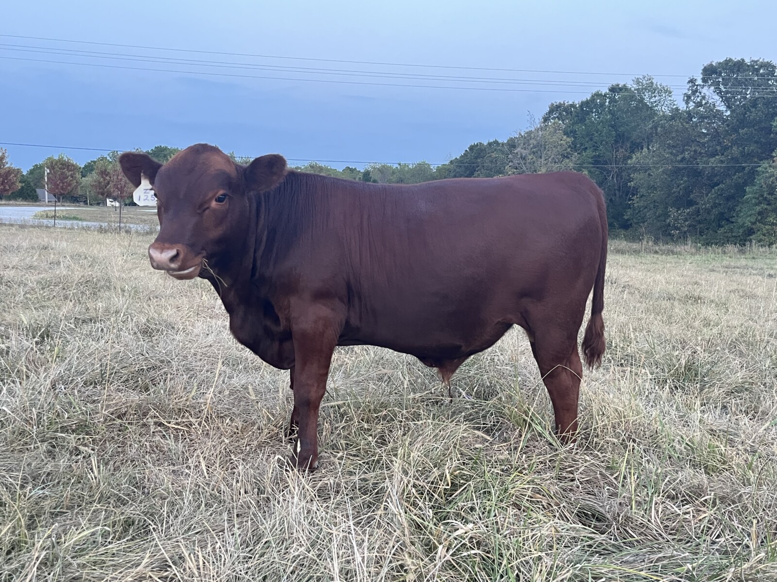 Registered Fullblood Bulls