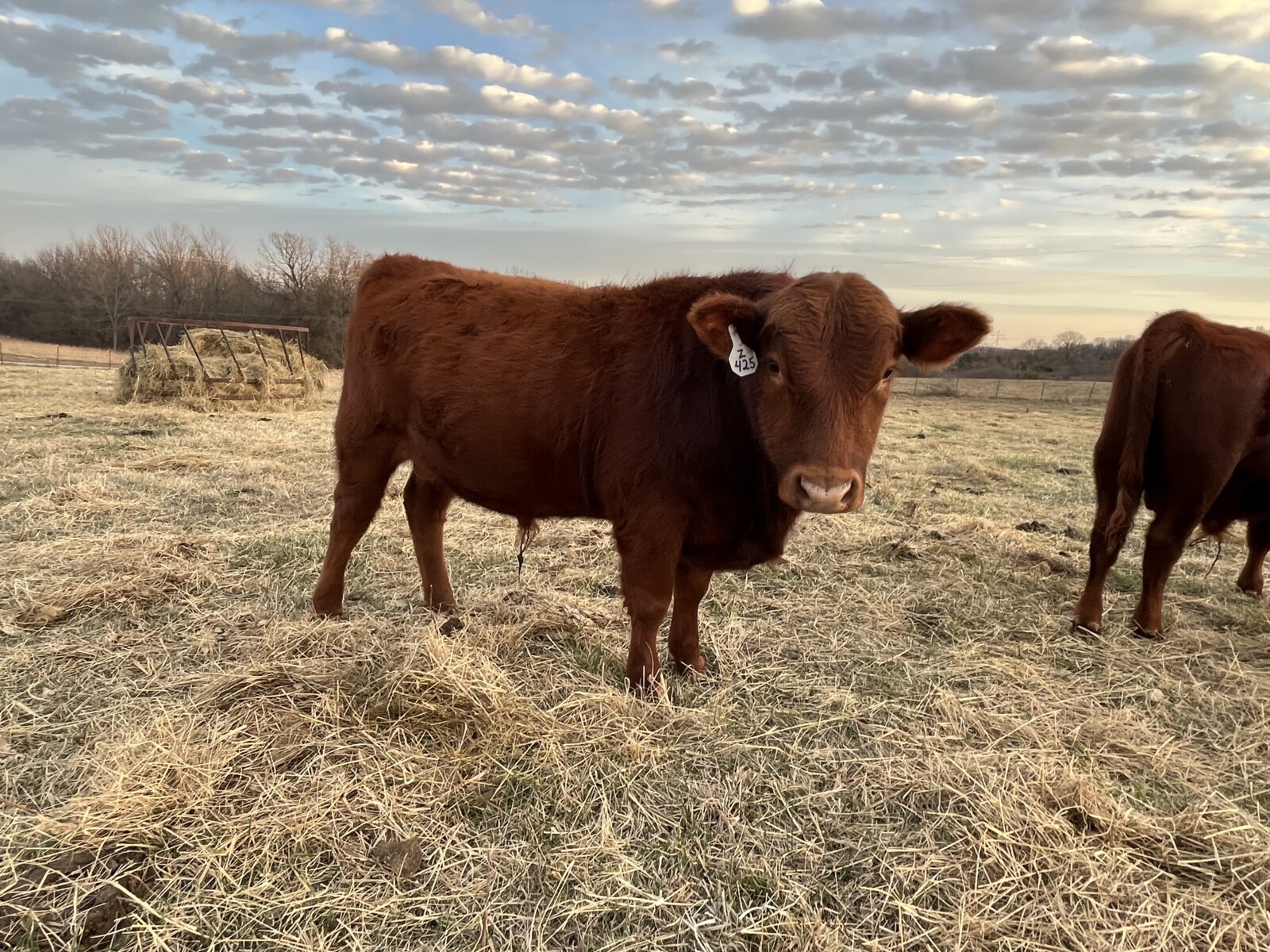 Registered Fullblood Bulls