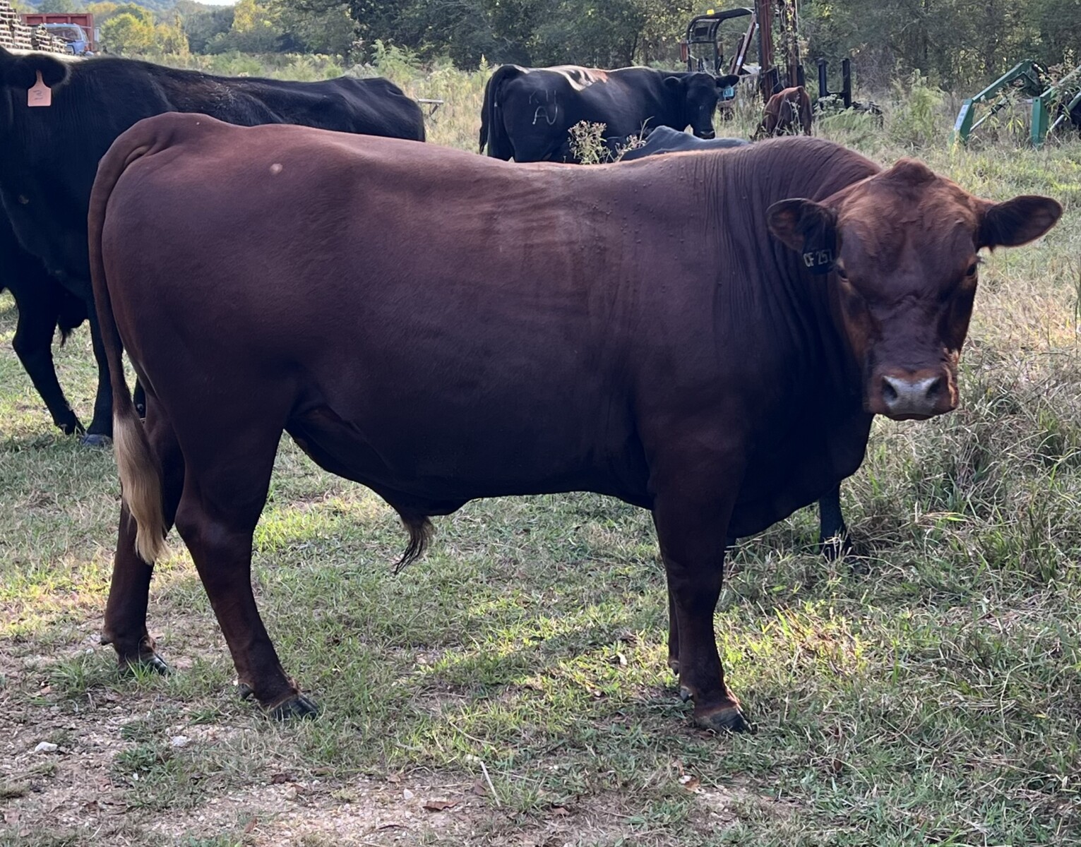 Registered Full Blood South Poll Bull