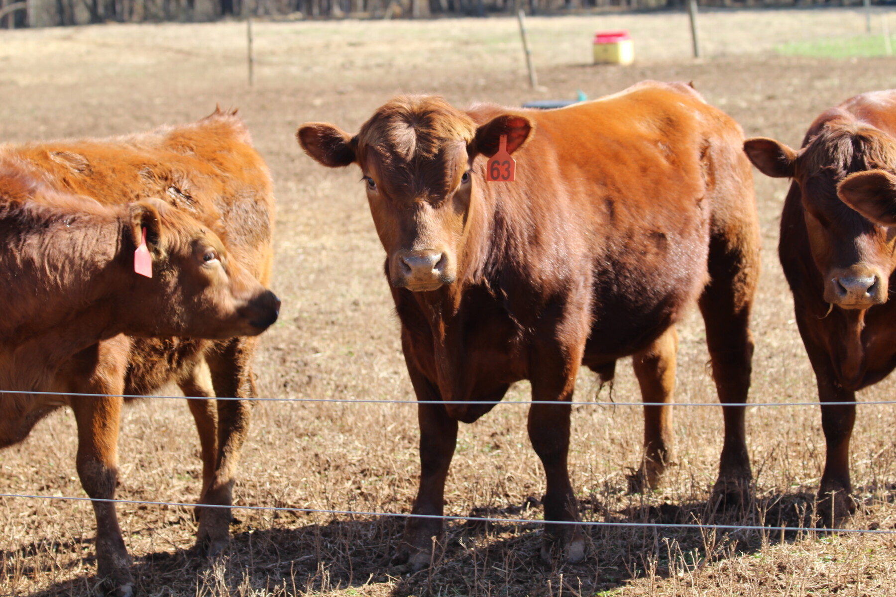 50% 𝙎𝙤𝙪𝙩𝙝 𝙋𝙤𝙡𝙡 𝙎𝙩𝙚𝙚𝙧𝙨 𝙛𝙤𝙧 𝙎𝙖𝙡𝙚