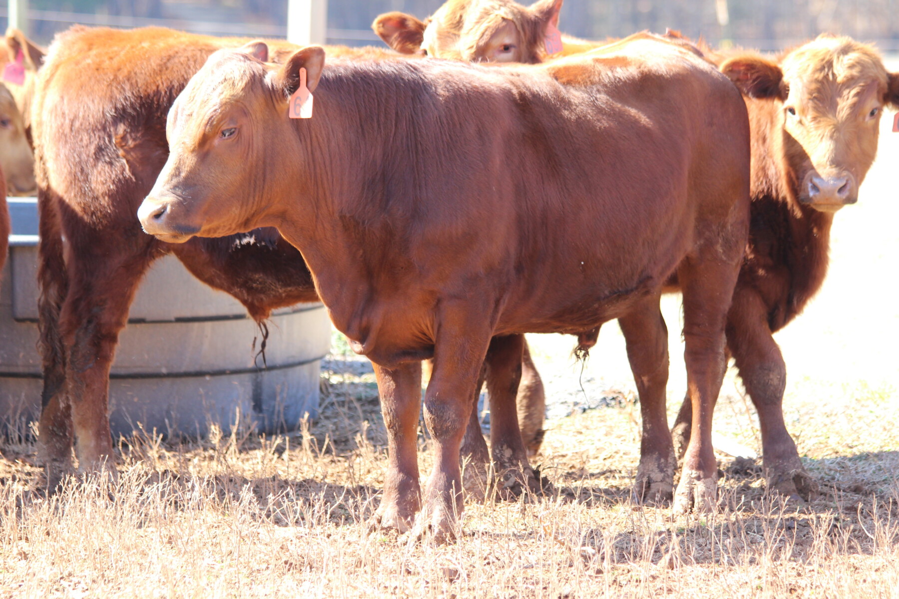 50% 𝙎𝙤𝙪𝙩𝙝 𝙋𝙤𝙡𝙡 𝙎𝙩𝙚𝙚𝙧𝙨 𝙛𝙤𝙧 𝙎𝙖𝙡𝙚