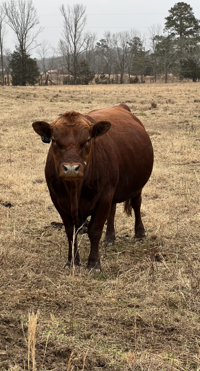 Registered Full Blood South Poll Bull