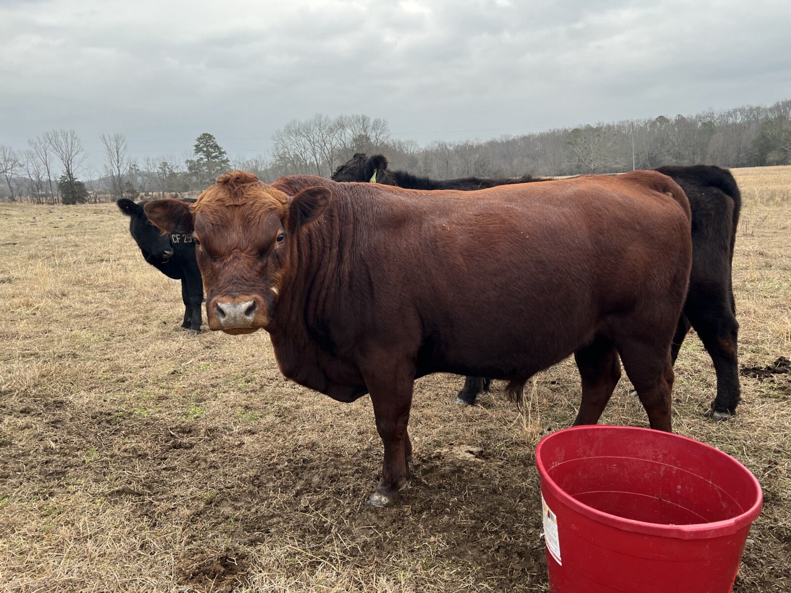 Registered Full Blood South Poll Bull