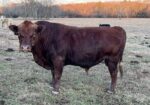 Registered Full Blood South Poll Bull