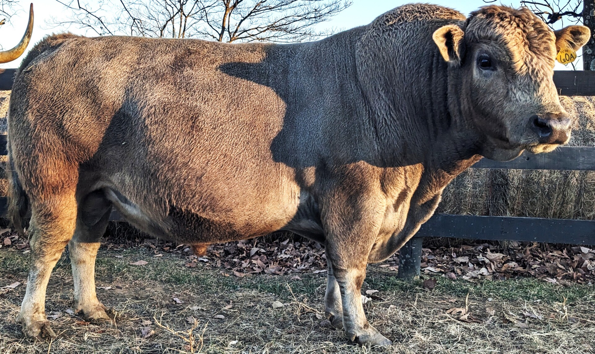 Coming 5 year old 50% South Poll Bull