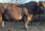 Coming 5 year old 50% South Poll Bull