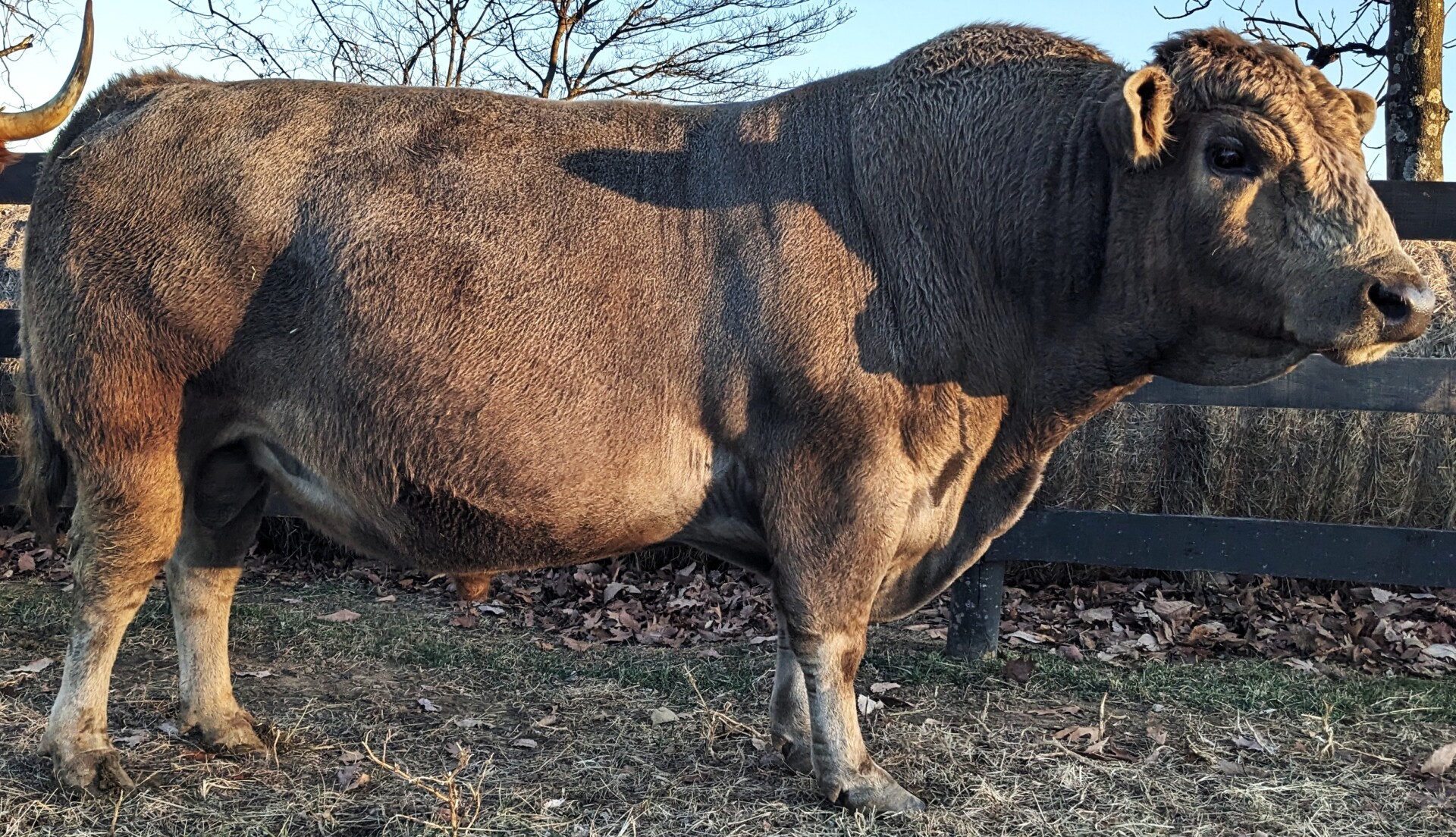 Coming 5 year old 50% South Poll Bull