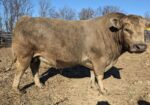 Coming 5 year old 50% South Poll Bull