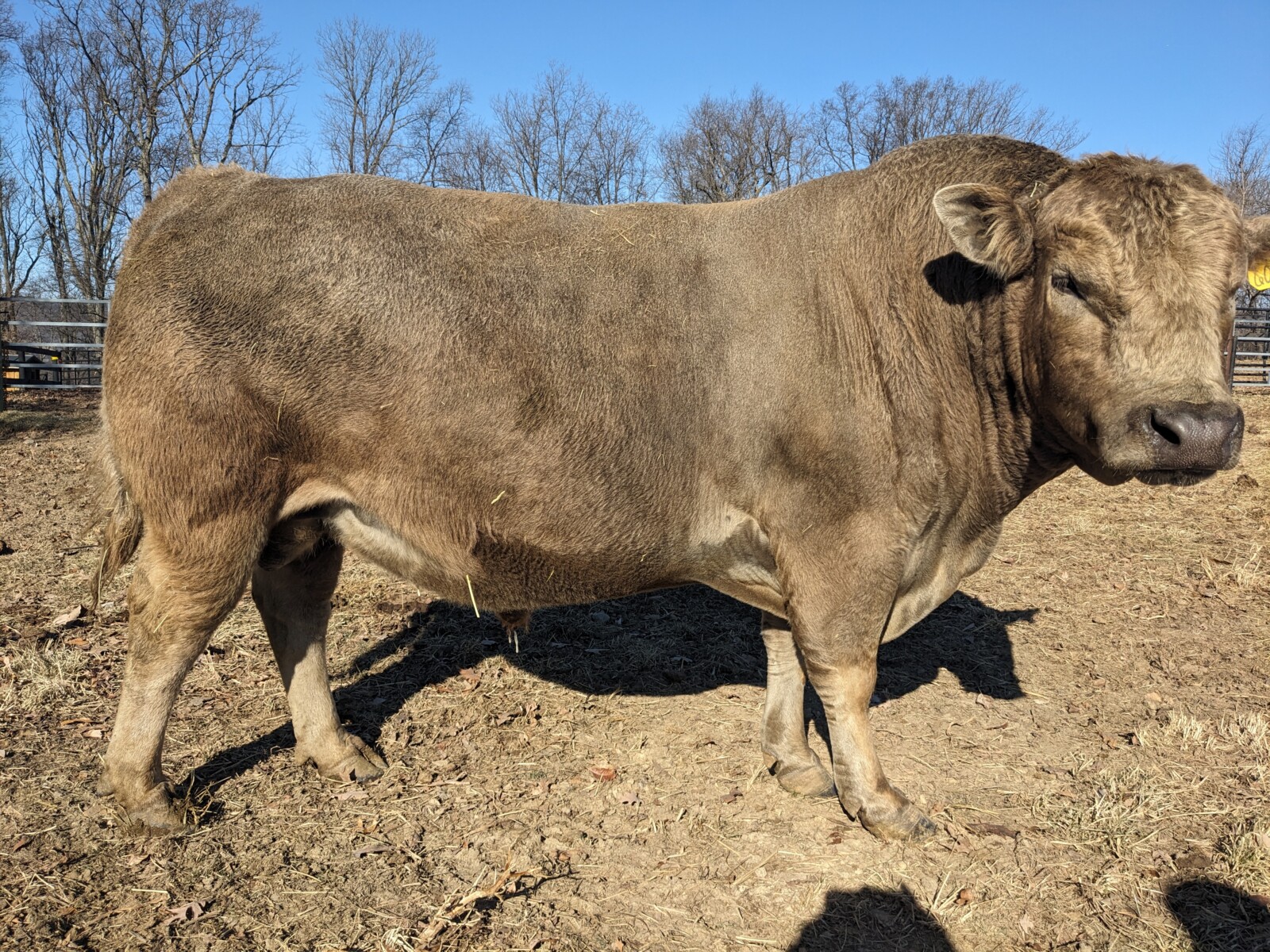Coming 5 year old 50% South Poll Bull