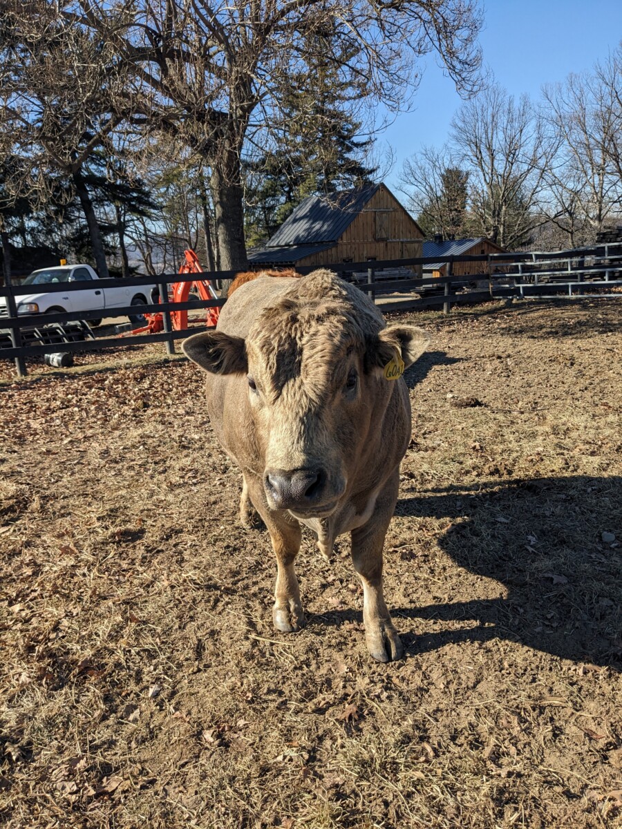 Coming 5 year old 50% South Poll Bull