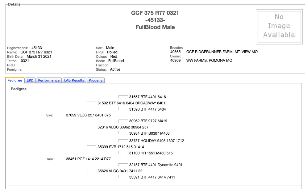 South Poll Bull for Sale – Southern Missouri