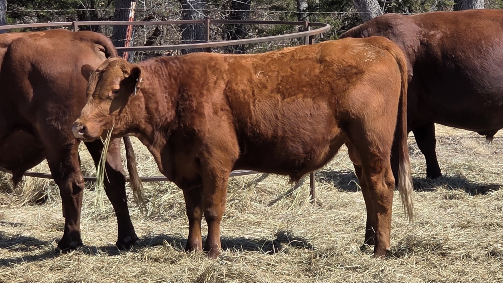 Spring 2024 Full Blood South Poll Bulls