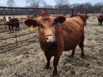 75% South Poll registered Bred cows
