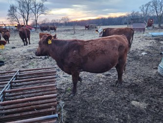 Five Registered 50% south Poll bred cows